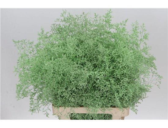 Limonium Dyed Beltlaard Light Green c2339