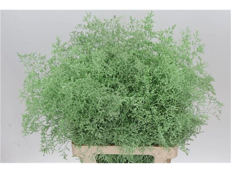 Limonium Dyed Beltlaard Light Green c2339