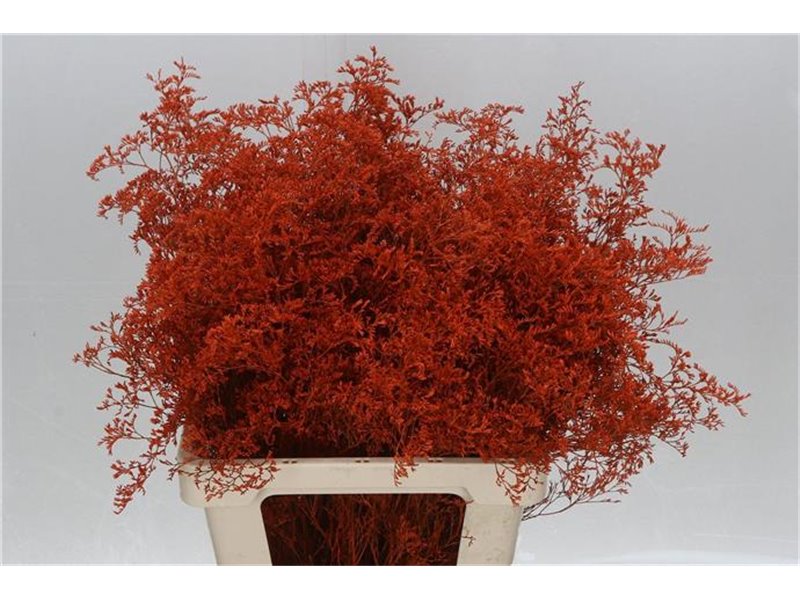 Limonium Dyed Beltlaard Orange c2340