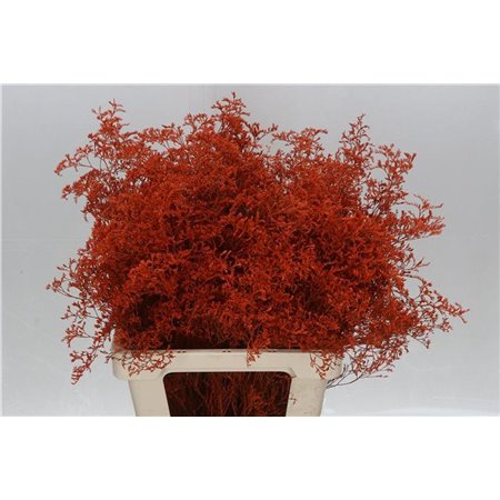 Limonium Dyed Beltlaard Orange c2340