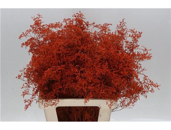 Limonium Dyed Beltlaard Orange c2341