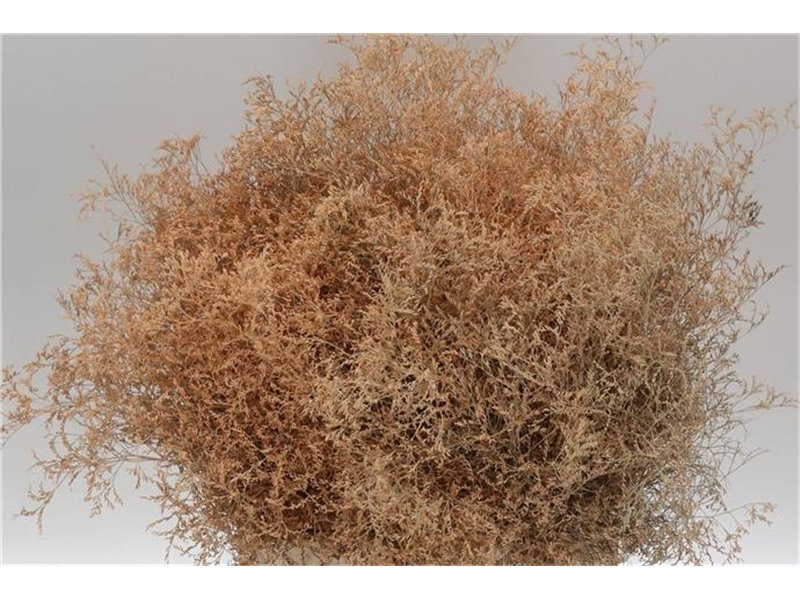 Limonium Dyed Beltlaard Salmon c2342