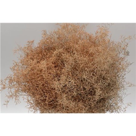 Limonium Dyed Beltlaard Salmon c2342