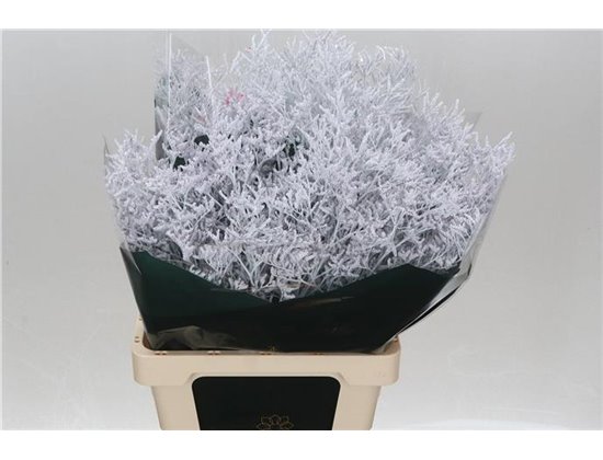 Limonium Dyed Beltlaard Yellow c2344