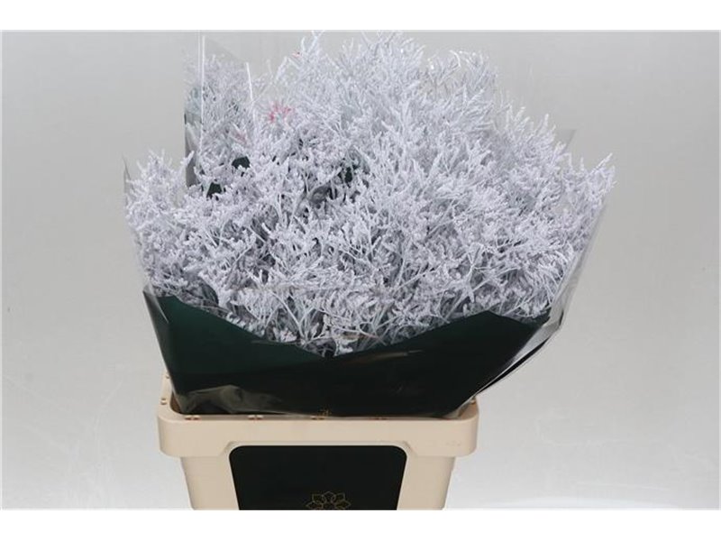 Limonium Dyed Beltlaard Yellow c2344