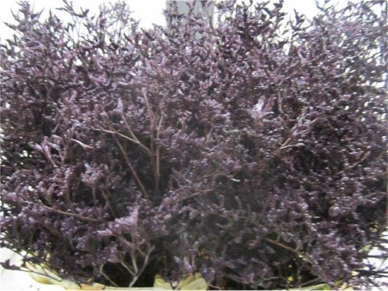 Limonium G Aubergine c2345