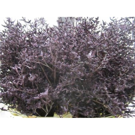 Limonium G Aubergine c2345