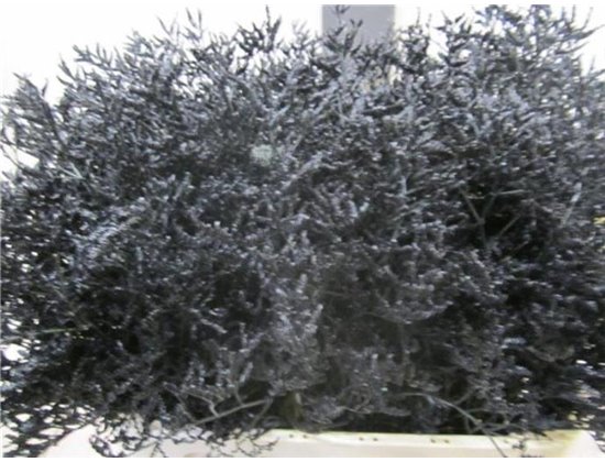 Limonium G Black c2347