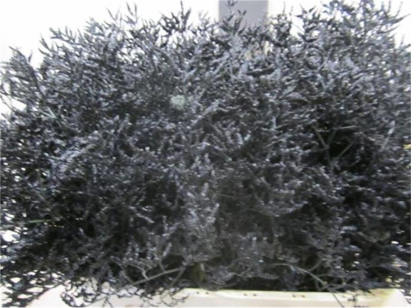 Limonium G Black c2347
