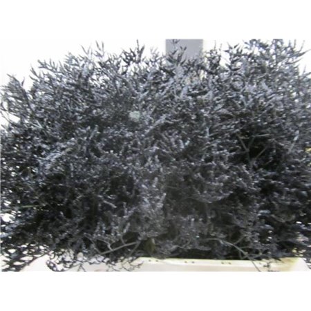 Limonium G Black c2348