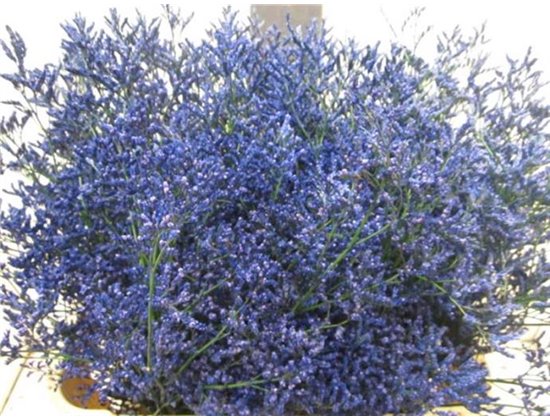Limonium G Blue c2349