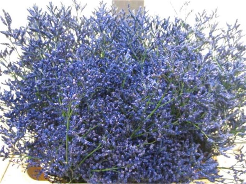 Limonium G Blue c2350