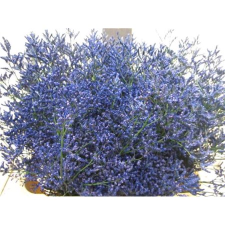 Limonium G Blue c2350
