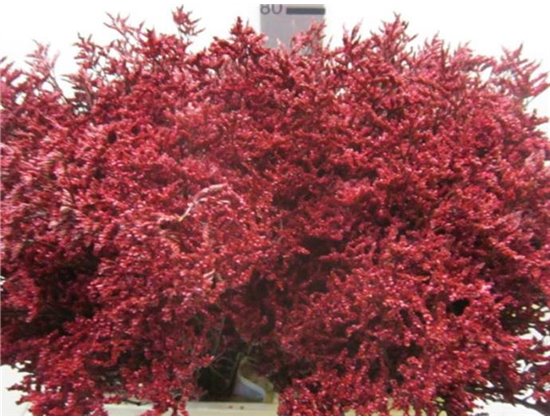 Limonium G Bordeaux c2351