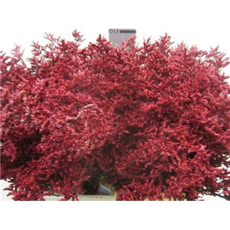 Limonium G Bordeaux c2351