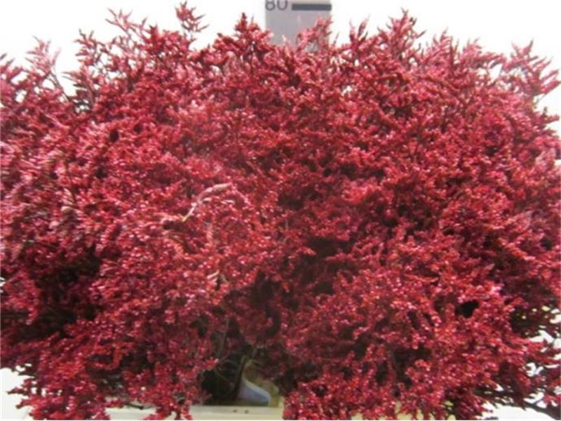 Limonium G Bordeaux c2352
