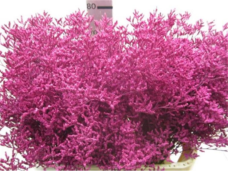 Limonium G Cerise c2353