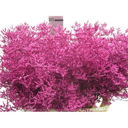 Limonium G Cerise c2354
