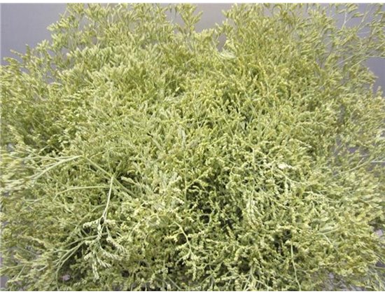 Limonium G Creme c2355