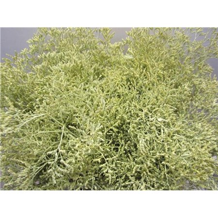 Limonium G Creme c2355
