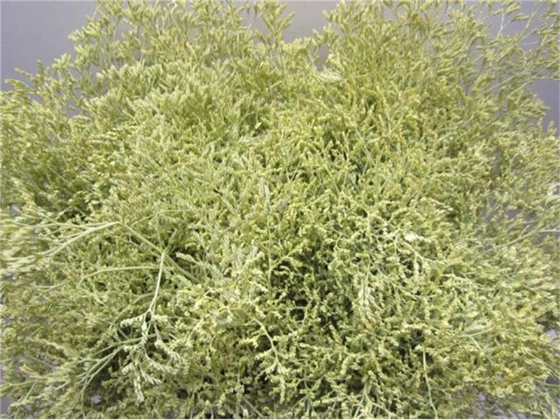 Limonium G Creme c2356