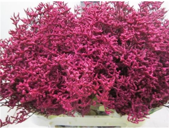 Limonium G Dark Cerise c2357