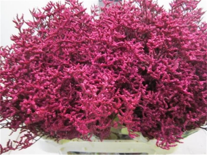 Limonium G Dark Cerise c2357