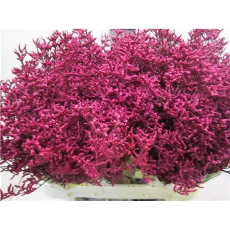 Limonium G Dark Cerise c2357