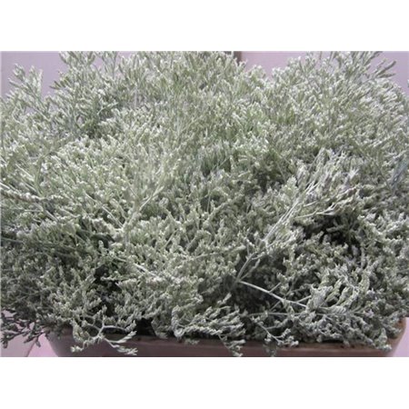 Limonium G Light Green c2360
