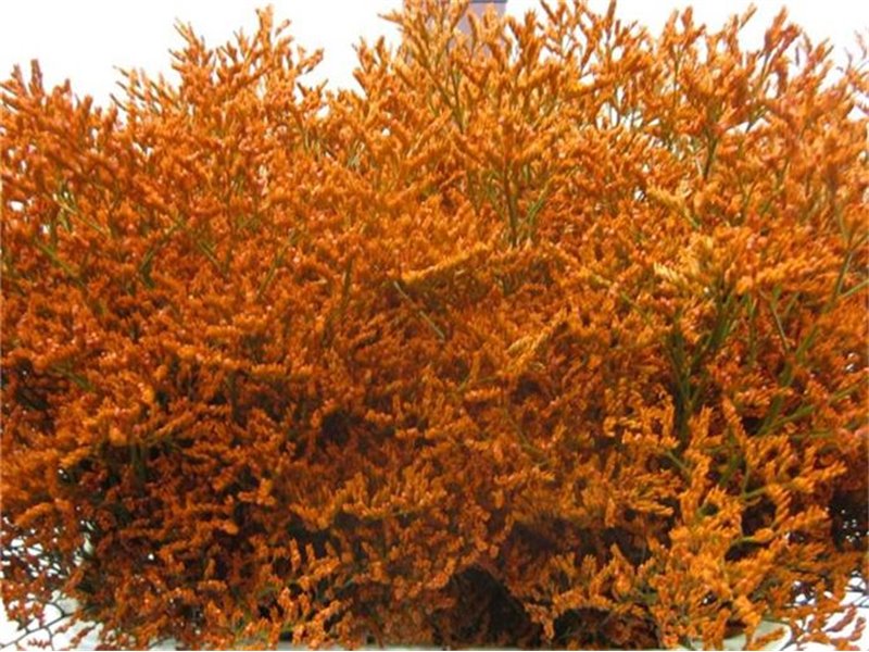 Limonium G Orange c2361
