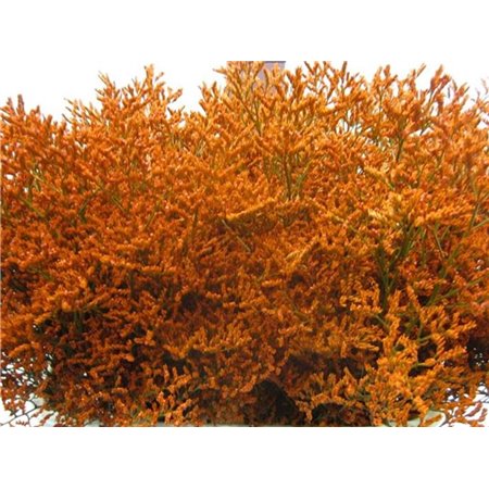 Limonium G Orange c2361