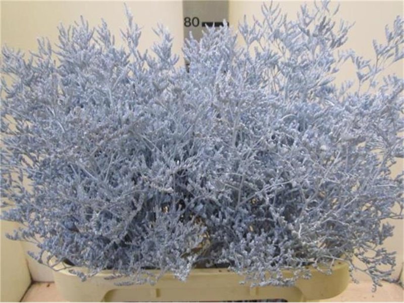 Limonium G Pale Blue c2363