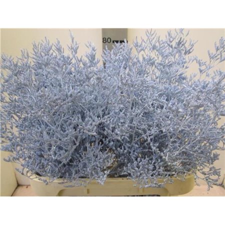 Limonium G Pale Blue c2363