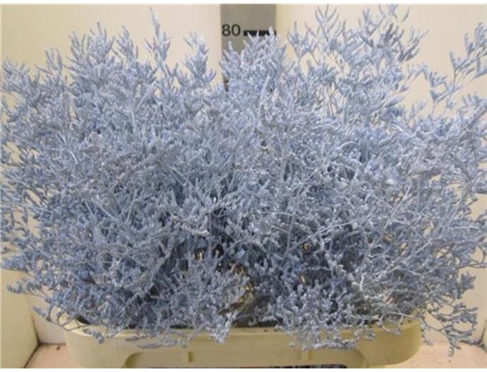 Limonium G Pale Blue c2364