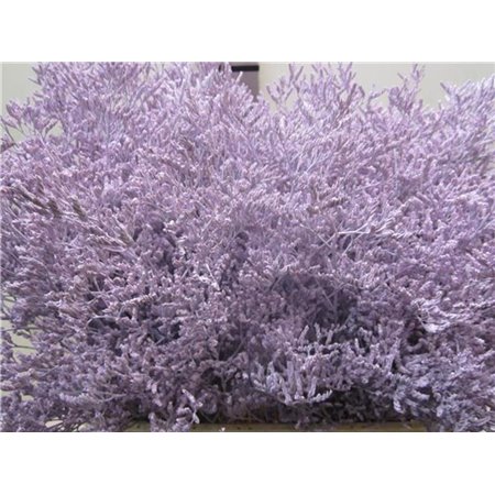 Limonium G Pale Milka c2365