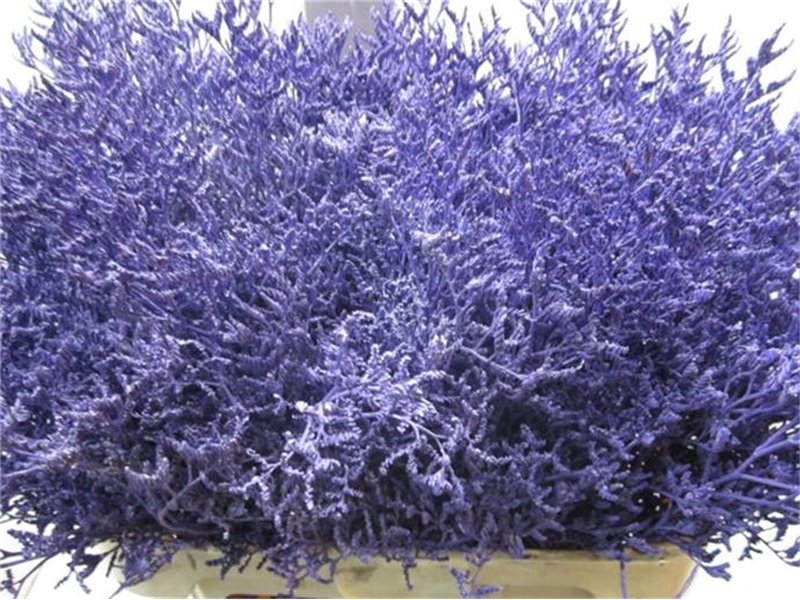 Limonium G Purple c2369