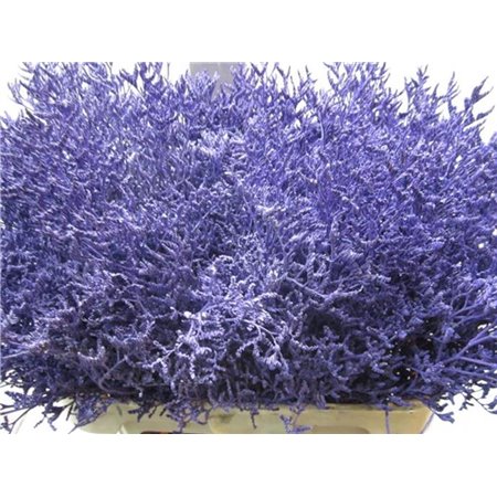 Limonium G Purple c2369