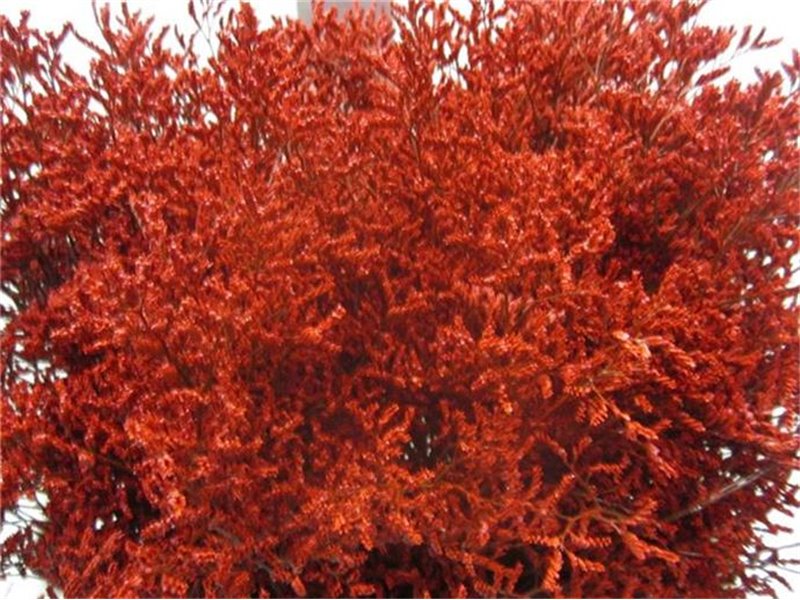 Limonium G Red c2371