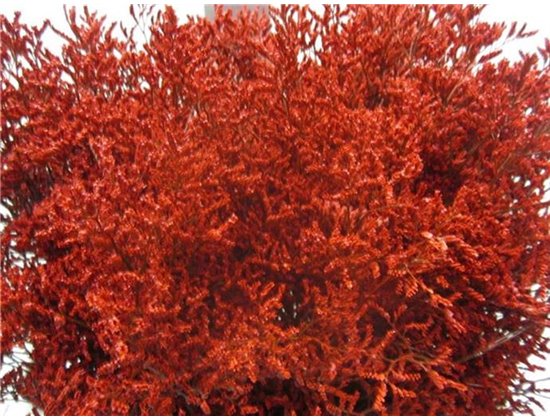 Limonium G Red c2372