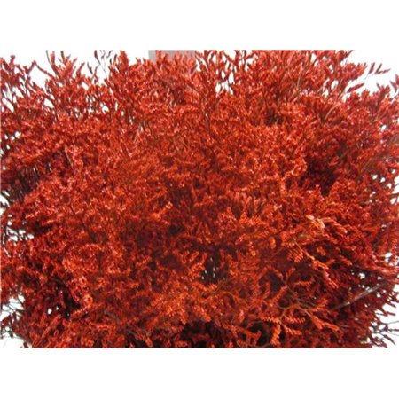 Limonium G Red c2372