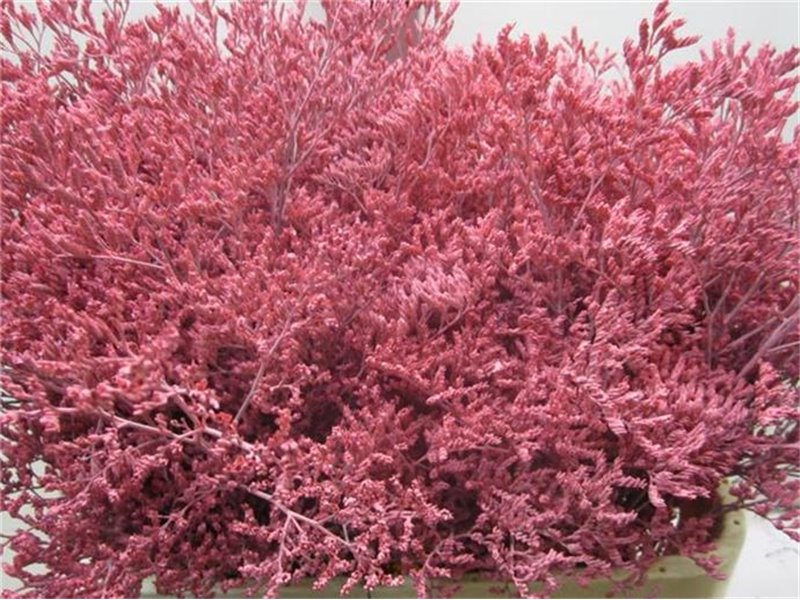 Limonium G Red c2373