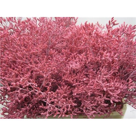 Limonium G Rose c2374