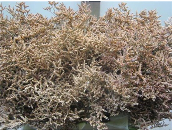 Limonium G Salmon c2376