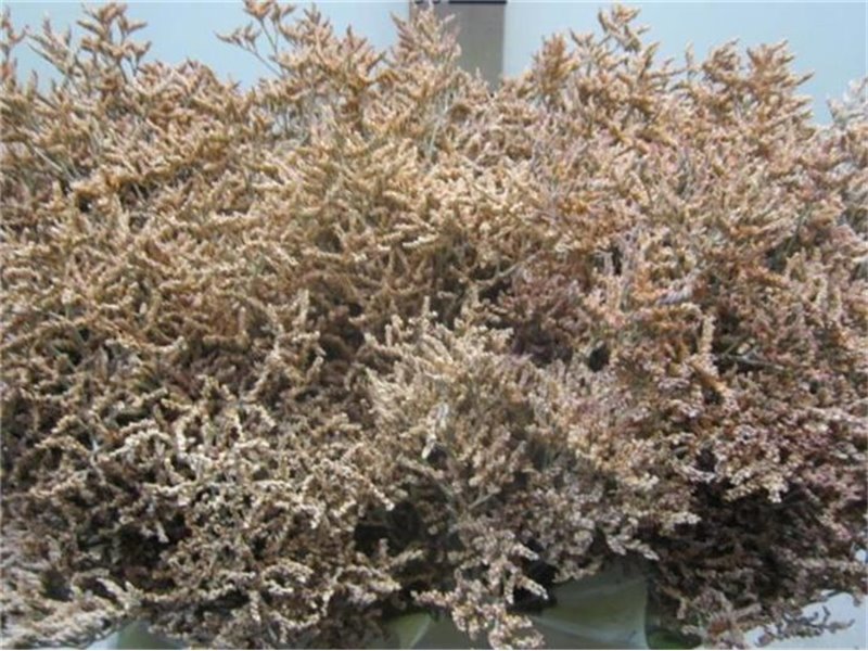 Limonium G Salmon c2376
