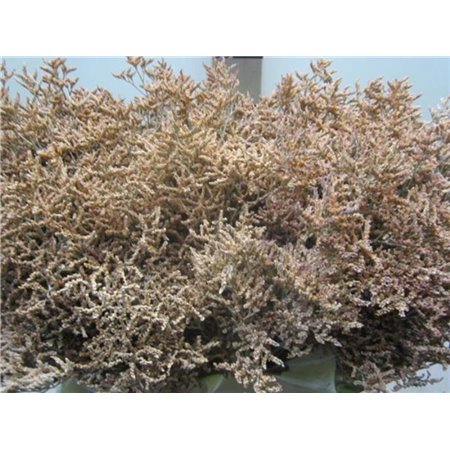 Limonium G Salmon c2376
