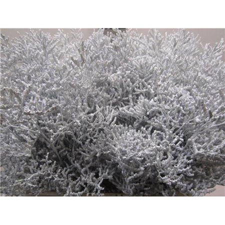 Limonium G White c2377