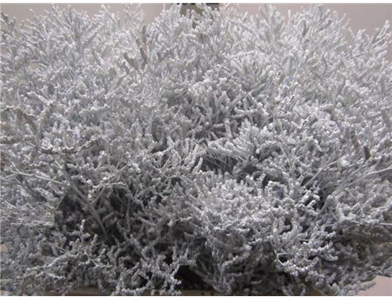 Limonium G White c2378