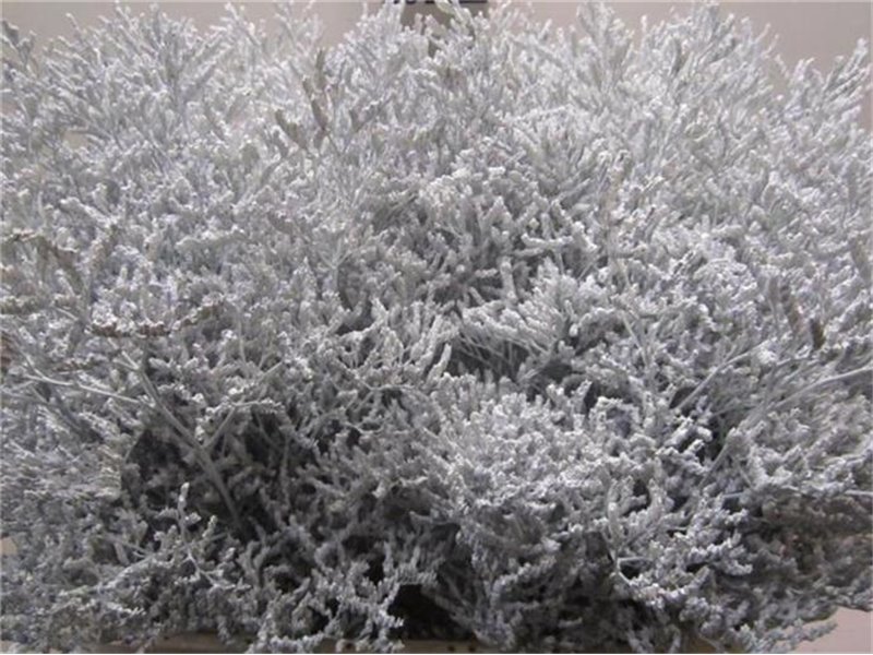 Limonium G White c2378