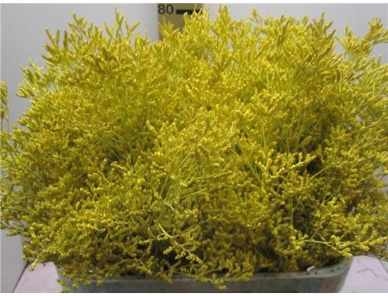 Limonium G Yellow c2379