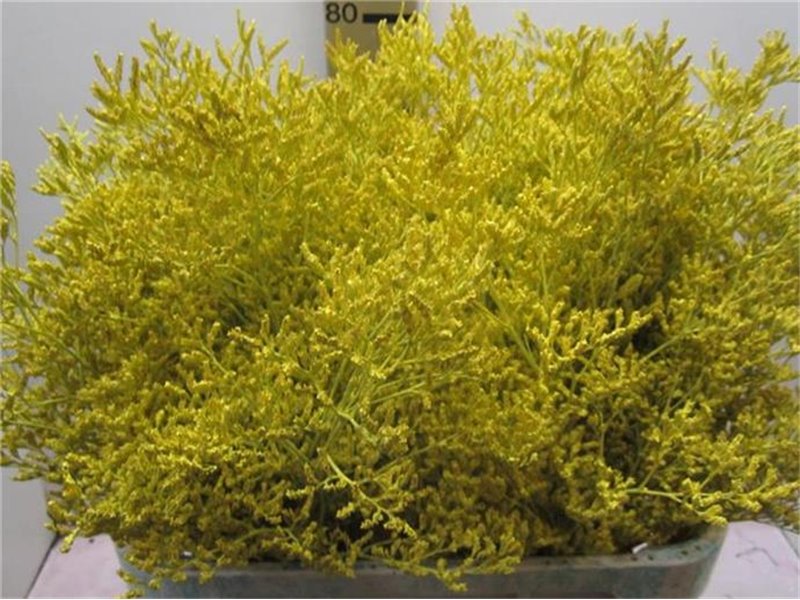 Limonium G Yellow c2380